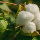 Image for article titled Spokane, Wash., School District Releases Investigation Findings on Cotton-Cleaning Assignment Given to Black Teens